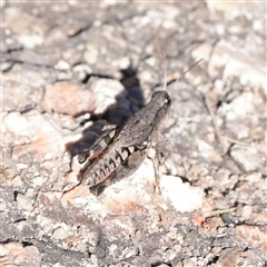 Phaulacridium vittatum (Wingless Grasshopper) at Tharwa, ACT - 11 Apr 2025 by ConBoekel