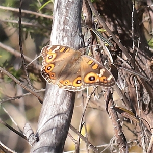 Junonia villida at Tharwa, ACT - 11 Apr 2025 by ConBoekel