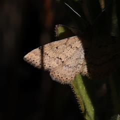 Scopula rubraria (Reddish Wave, Plantain Moth) at Tharwa, ACT - 11 Apr 2025 by ConBoekel