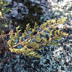 Cheilanthes sieberi (Rock Fern) at Tharwa, ACT - 11 Apr 2025 by ConBoekel