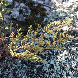 Unverified Fern or Clubmoss at Tharwa, ACT - 11 Apr 2025 by ConBoekel