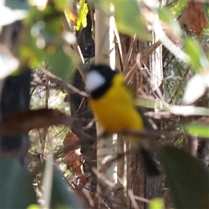 Pachycephala pectoralis (Golden Whistler) at Tharwa, ACT - 11 Apr 2025 by ConBoekel