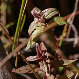 Unverified Other Wildflower or Herb at Tharwa, ACT - 11 Apr 2025 by ConBoekel