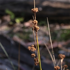 Juncus vaginatus (Clustered Rush) at Tharwa, ACT - 11 Apr 2025 by ConBoekel