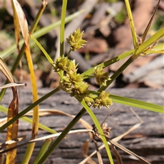 Cyperus eragrostis (Umbrella Sedge) at Tharwa, ACT - 11 Apr 2025 by ConBoekel