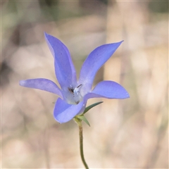 Wahlenbergia planiflora at Tharwa, ACT - 11 Apr 2025 by ConBoekel