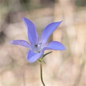 Unverified Daisy at Tharwa, ACT - 11 Apr 2025 by ConBoekel