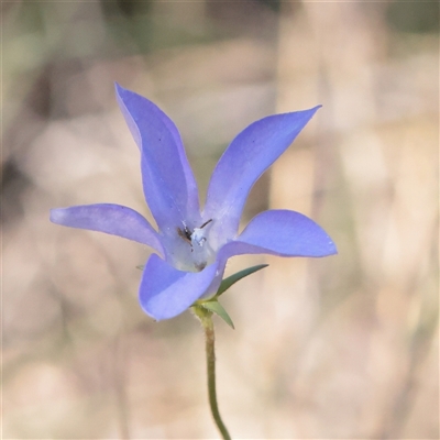 Wahlenbergia planiflora at Tharwa, ACT - 11 Apr 2025 by ConBoekel