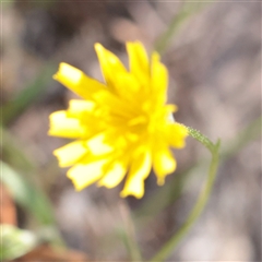 Unverified Daisy at Tharwa, ACT - 11 Apr 2025 by ConBoekel