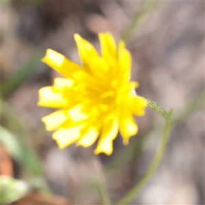 Unverified Daisy at Tharwa, ACT - 11 Apr 2025 by ConBoekel