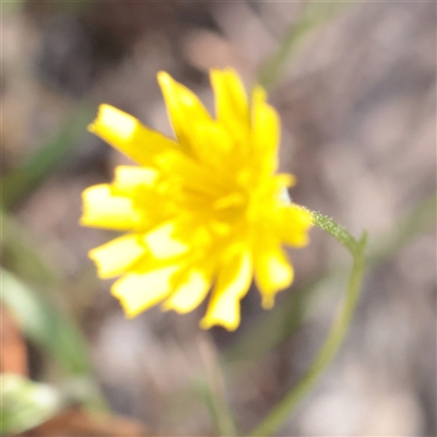 Unverified Daisy at Tharwa, ACT - 11 Apr 2025 by ConBoekel