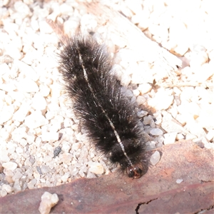 Unverified Moth (Lepidoptera) at Tharwa, ACT - 11 Apr 2025 by ConBoekel