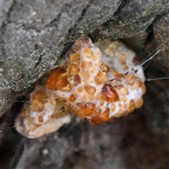 Unverified Other fungus at Tharwa, ACT - 11 Apr 2025 by ConBoekel