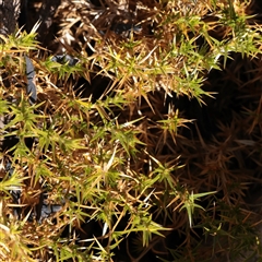 Unverified Moss, Liverwort or Hornwort at Tharwa, ACT - 11 Apr 2025 by ConBoekel