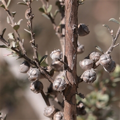 Leptospermum myrtifolium (Myrtle Teatree) at Tharwa, ACT - 11 Apr 2025 by ConBoekel