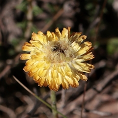 Coronidium gunnianum at Tharwa, ACT - 11 Apr 2025 by ConBoekel