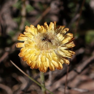 Coronidium gunnianum at Tharwa, ACT - 11 Apr 2025 by ConBoekel
