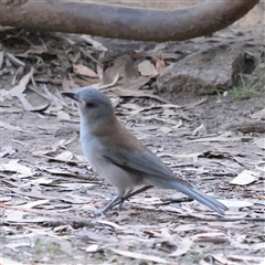 Colluricincla harmonica (Grey Shrikethrush) at Tharwa, ACT - 12 Apr 2025 by ConBoekel