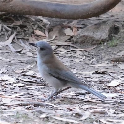 Colluricincla harmonica (Grey Shrikethrush) at Tharwa, ACT - 12 Apr 2025 by ConBoekel