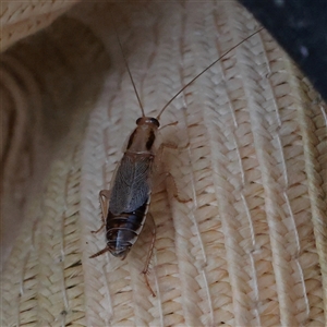 Unverified Cockroach (Blattodea, several families) at Tharwa, ACT - 13 Apr 2025 by ConBoekel