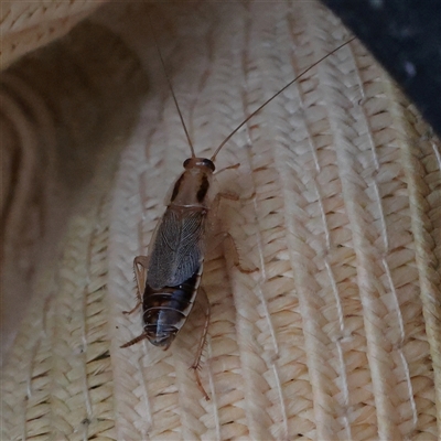 Balta sp. (genus) (A cockroach) at Tharwa, ACT - 13 Apr 2025 by ConBoekel