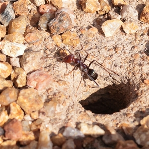 Iridomyrmex purpureus (Meat Ant) at Tharwa, ACT - 13 Apr 2025 by ConBoekel