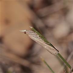 Faveria tritalis at Tharwa, ACT - 13 Apr 2025 by ConBoekel