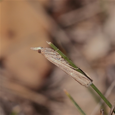 Faveria tritalis at Tharwa, ACT - 13 Apr 2025 by ConBoekel
