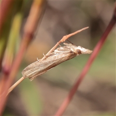 Faveria tritalis (Couchgrass Webworm) at Tharwa, ACT - 13 Apr 2025 by ConBoekel