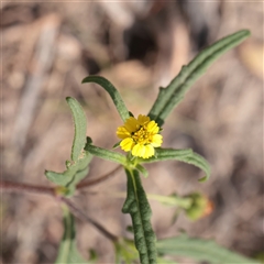 Sigesbeckia australiensis (Cobber Weed) at Tharwa, ACT - 13 Apr 2025 by ConBoekel