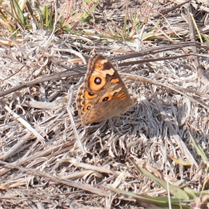 Junonia villida (Meadow Argus) at Tharwa, ACT - 13 Apr 2025 by ConBoekel