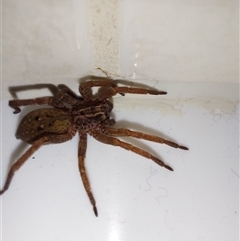 Mituliodon tarantulinus (Prowling Spider) at Wirlinga, NSW - Today by RobCook
