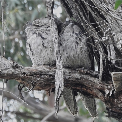 Podargus strigoides (Tawny Frogmouth) at Acton, ACT - 15 Jun 2025 by JohnBundock