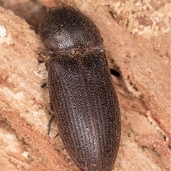 Unverified Click beetle (Elateridae) at Belconnen, ACT - 17 Jun 2025 by kasiaaus