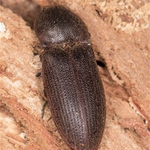 Unverified Click beetle (Elateridae) at Belconnen, ACT - 17 Jun 2025 by kasiaaus