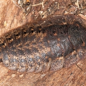 Calolampra sp. (genus) at Belconnen, ACT - 17 Jun 2025 by kasiaaus