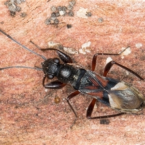 Daerlac cephalotes at Belconnen, ACT - 17 Jun 2025 by kasiaaus