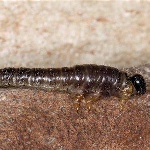 Pergidae sp. (family) at Belconnen, ACT - 17 Jun 2025 by kasiaaus