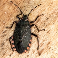 Diemenia rubromarginata (Pink-margined bug) at Belconnen, ACT - 17 Jun 2025 by kasiaaus