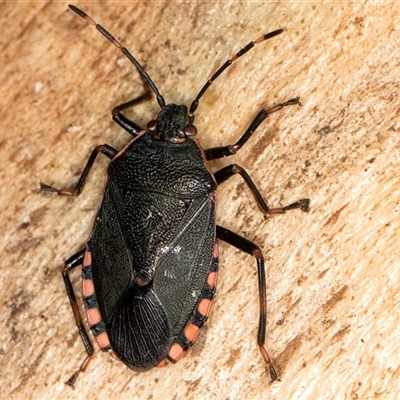 Diemenia rubromarginata (Pink-margined bug) at Belconnen, ACT - 17 Jun 2025 by kasiaaus