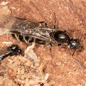Unverified Ant (Hymenoptera, Formicidae) at Belconnen, ACT - 17 Jun 2025 by kasiaaus