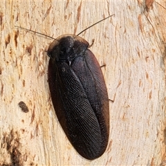 Laxta granicollis (Common bark or trilobite cockroach) at Belconnen, ACT - 17 Jun 2025 by kasiaaus