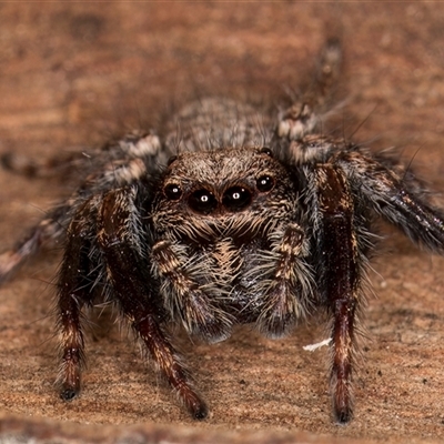 Servaea incana (Hoary Servaea) at Belconnen, ACT - 17 Jun 2025 by kasiaaus
