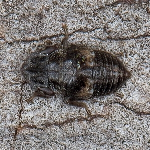 Platybrachys sp. (genus) at Belconnen, ACT - 17 Jun 2025 by kasiaaus