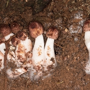 Unverified Cap on a stem; gills below cap [mushrooms or mushroom-like] at Belconnen, ACT - 17 Jun 2025 by kasiaaus