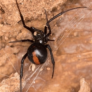 Latrodectus hasselti at Belconnen, ACT - 17 Jun 2025 by kasiaaus