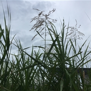 Phragmites karka (tropical reed) at Manunda, QLD - 16 Jun 2025 by JasonPStewartNMsnc2016