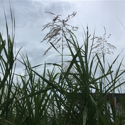 Phragmites karka (Tropical reed) at Manunda, QLD - 16 Jun 2025 by JasonPStewartNMsnc2016