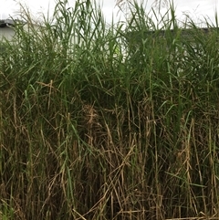 Phragmites karka at Manunda, QLD - 16 Jun 2025 04:23 PM
