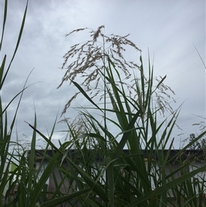 Phragmites karka at Manunda, QLD - 16 Jun 2025 04:23 PM